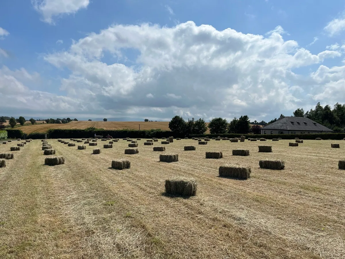 Hay - Image 1