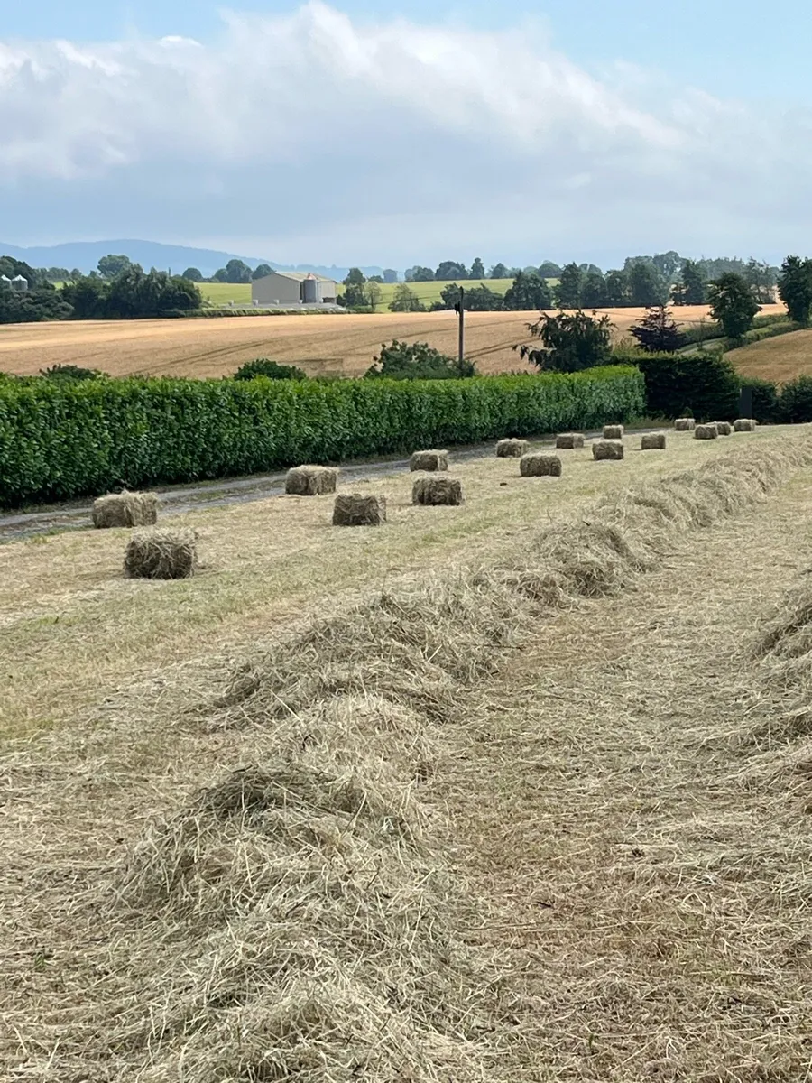 Hay - Image 2