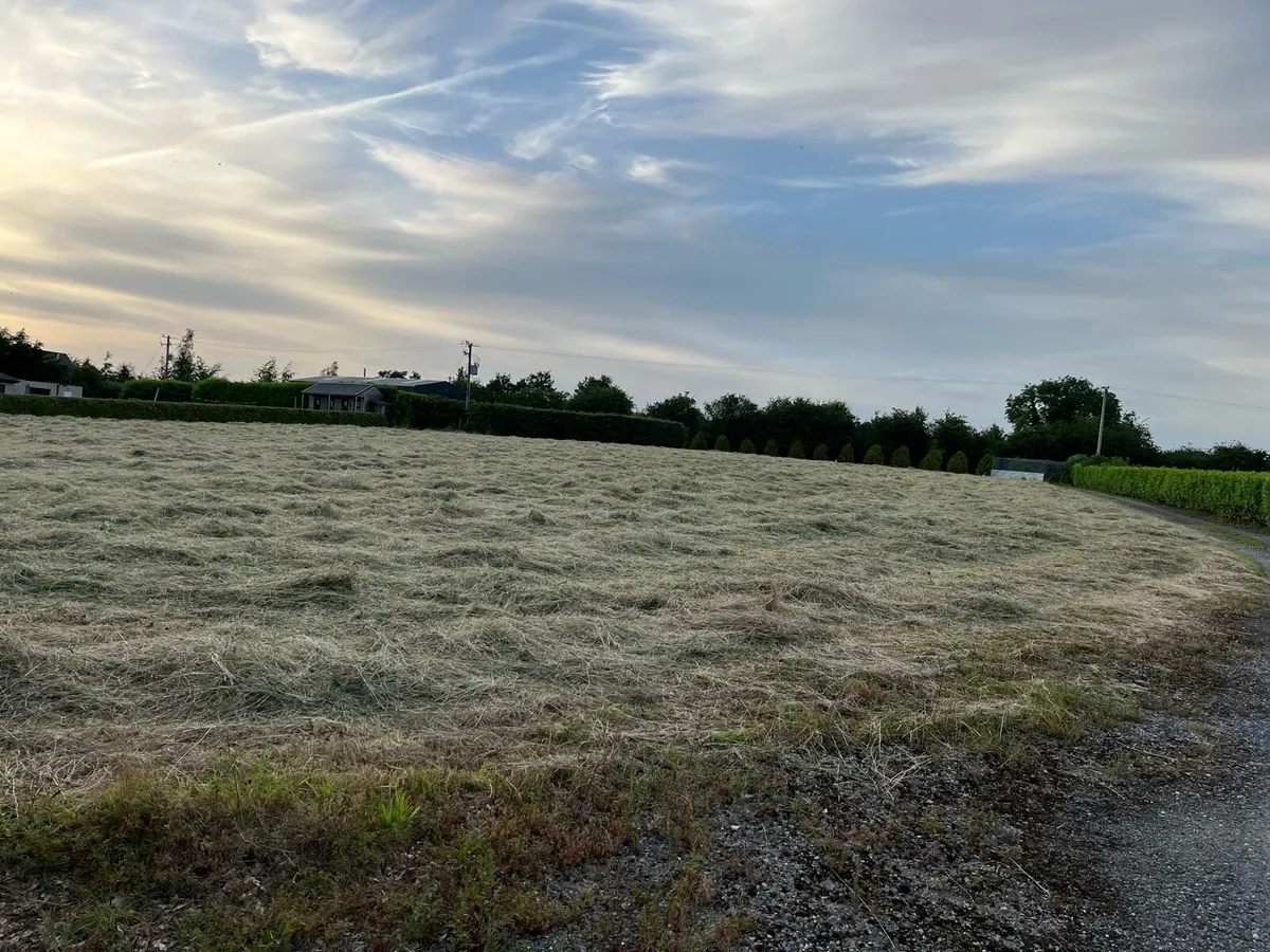 Hay - Image 3