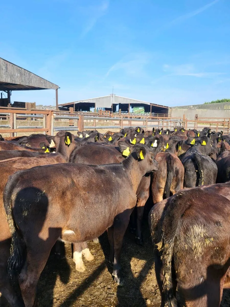 Heifers - Image 4