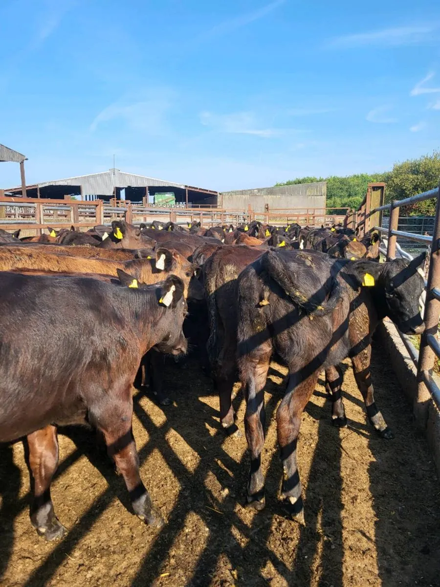 Heifers - Image 1