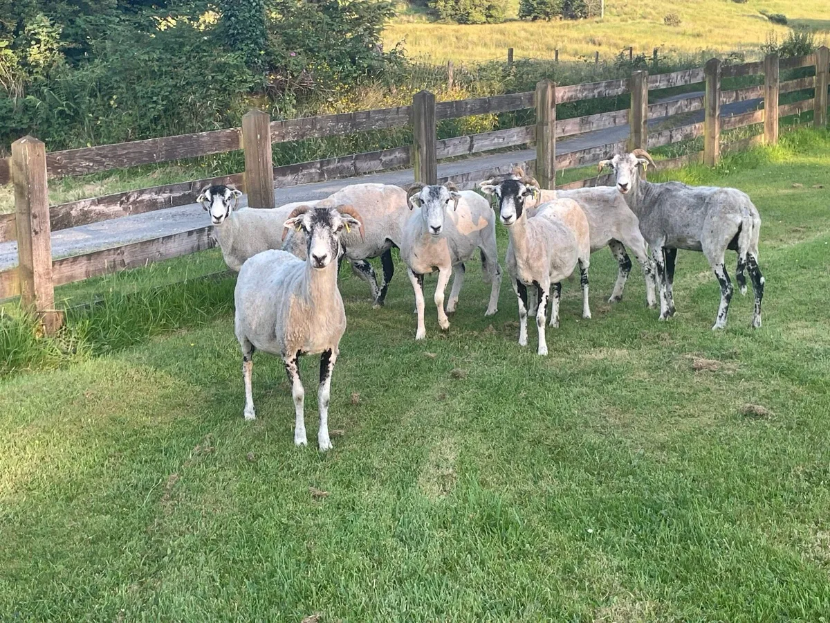 Swale ewes - Image 1