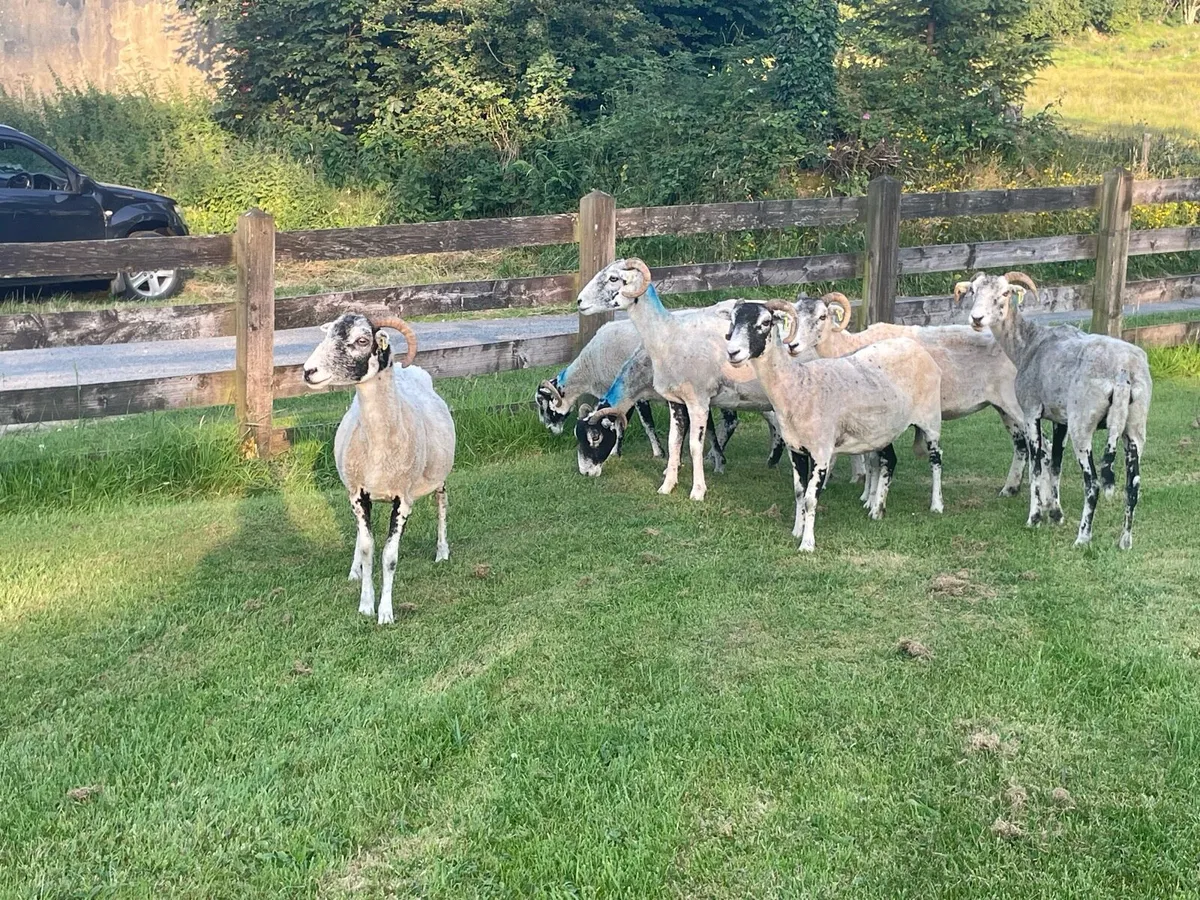Swale ewes - Image 2