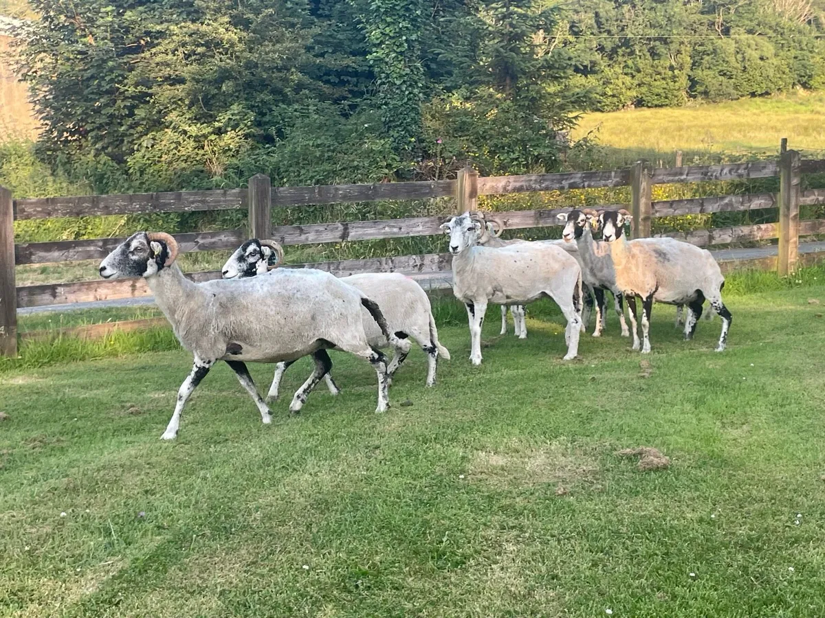 Swale ewes - Image 3