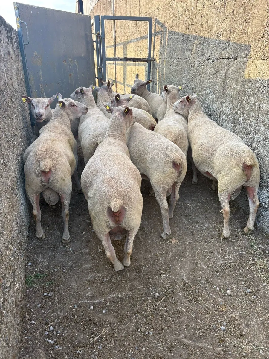 Charollais Hogget Rams - Image 2