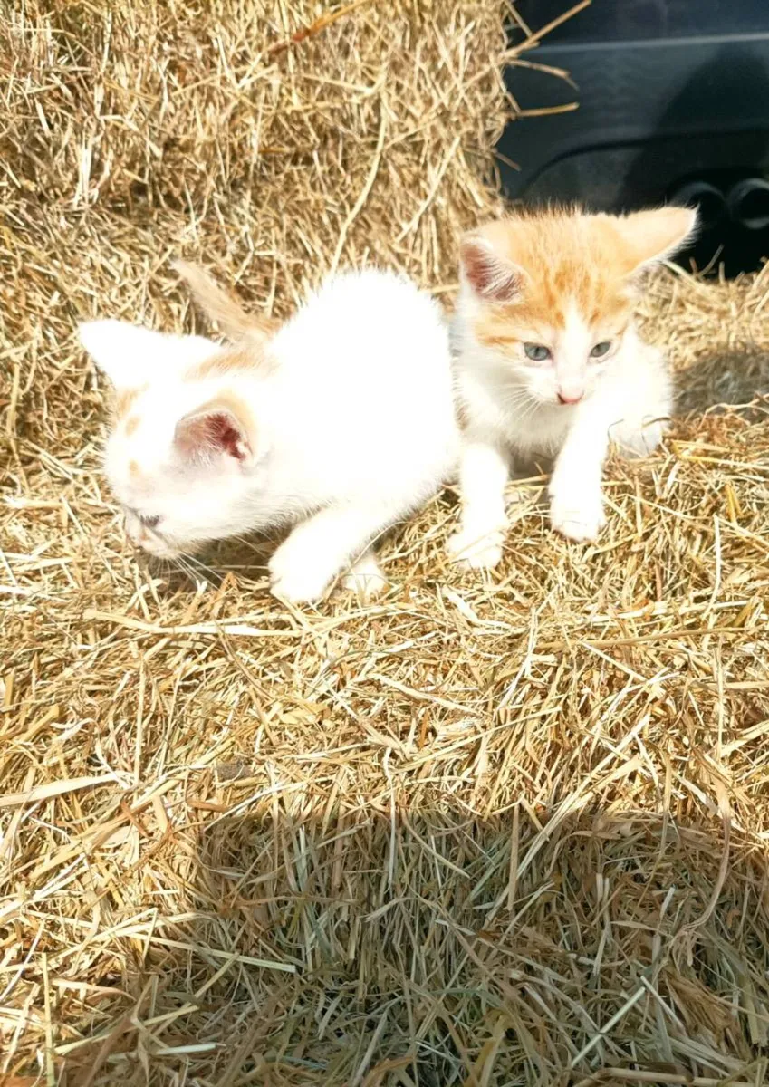 2 White and Ginger Kittens - Image 1
