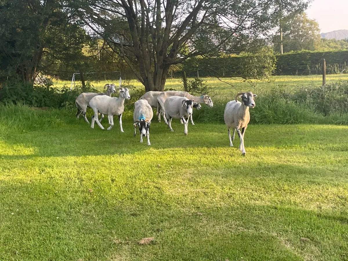 Swale ewes - Image 4