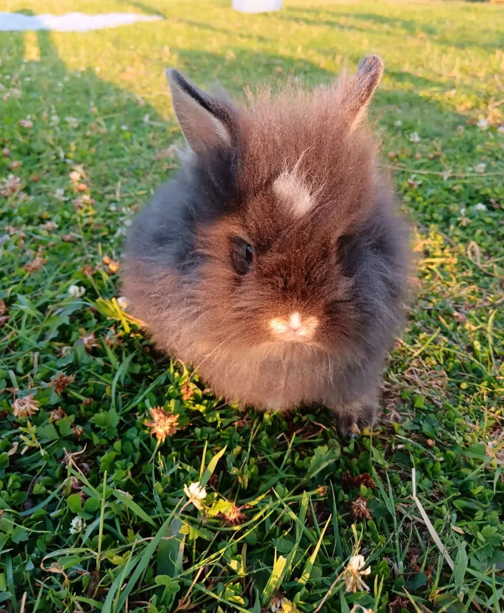 Double Lion Head Teddy Head Rabbit - Image 3