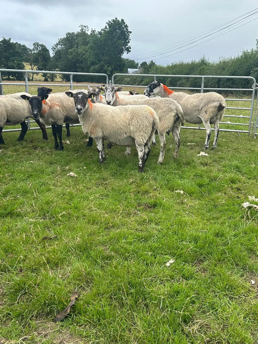 Aged ewes - Image 1