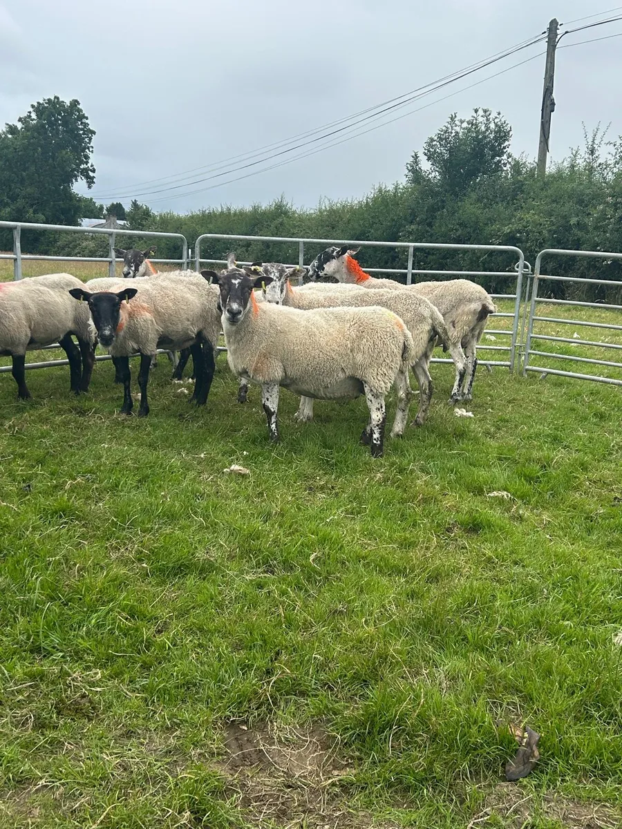 Aged ewes - Image 2