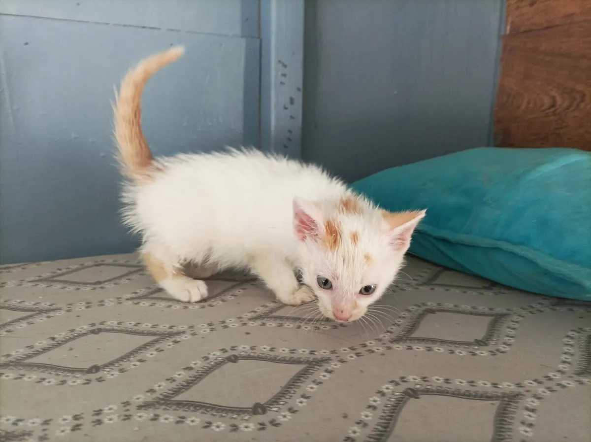 2 White and Ginger Kittens - Image 4