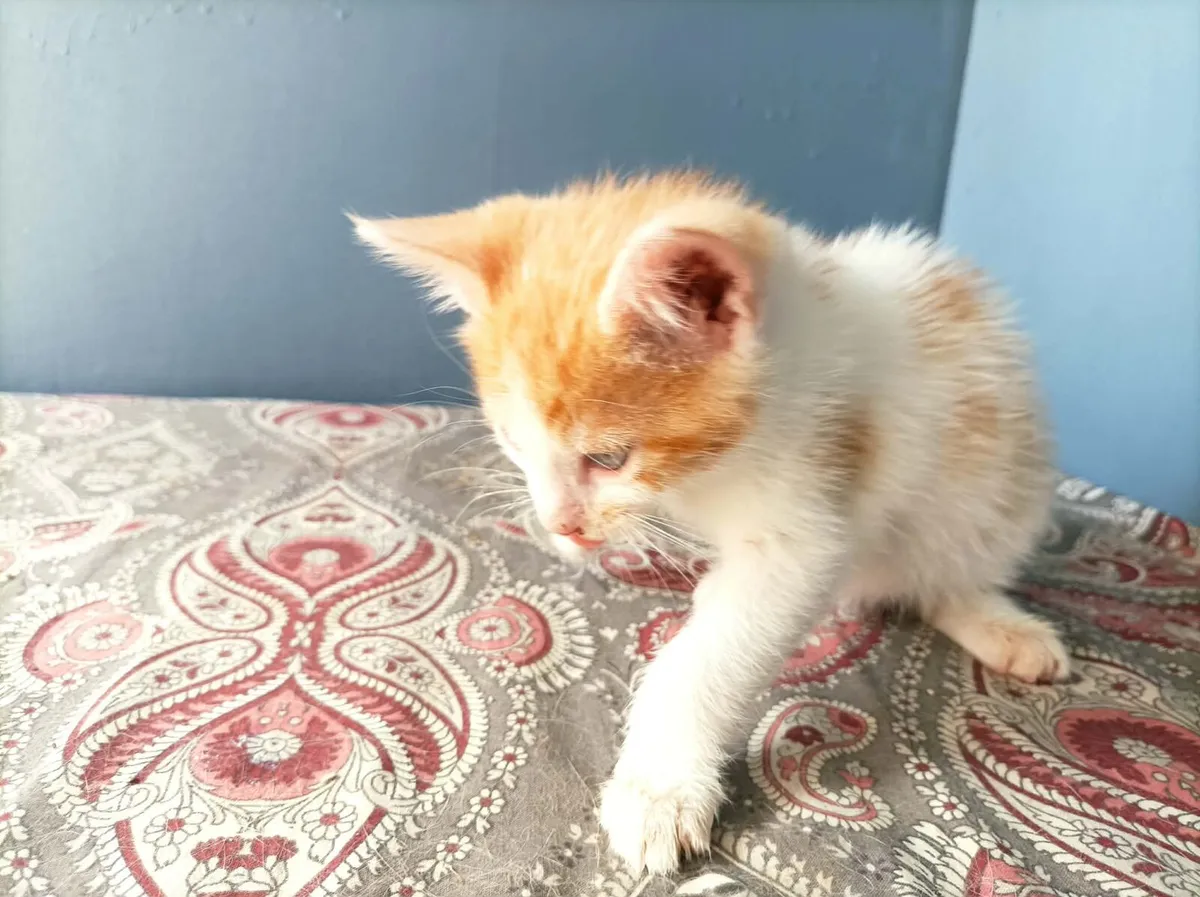 2 White and Ginger Kittens - Image 3