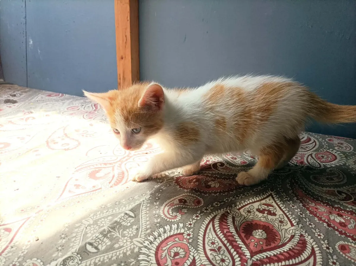 2 White and Ginger Kittens - Image 2