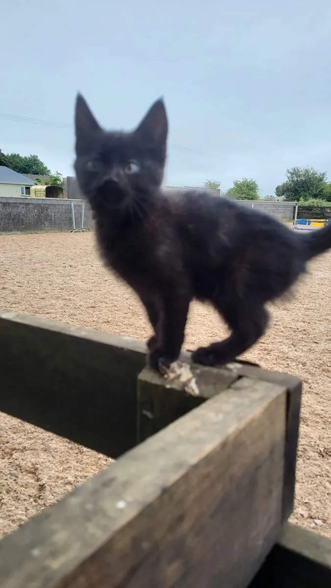 3 kittens - Image 4