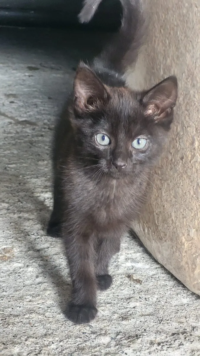 3 kittens - Image 1