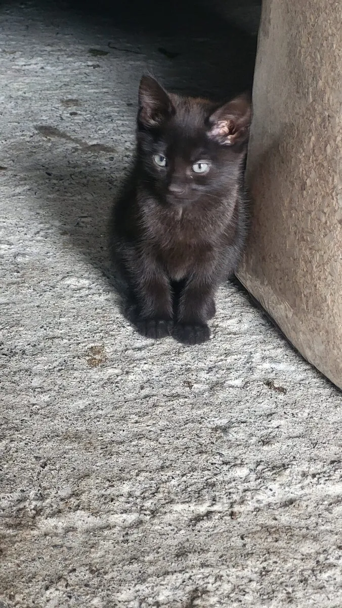 3 kittens - Image 2