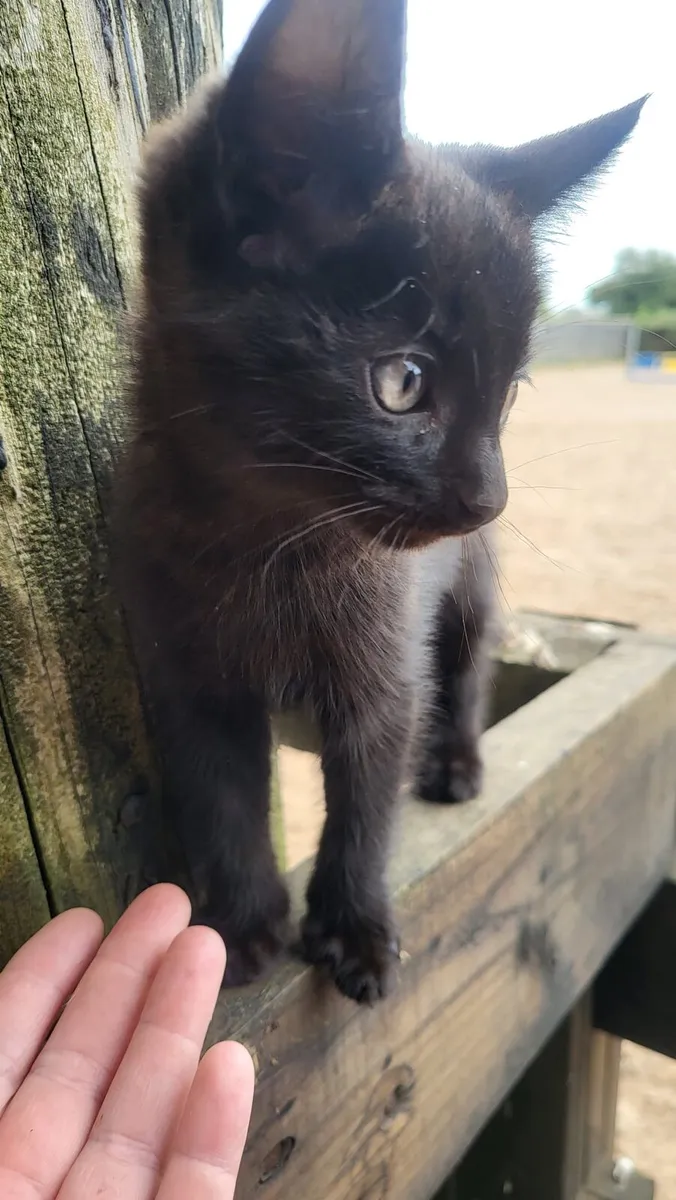 3 kittens - Image 3