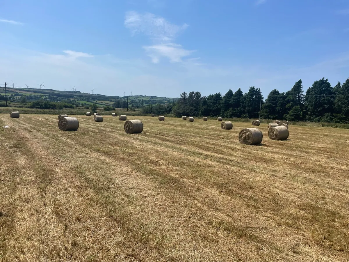 Round bales of Hay - Image 2