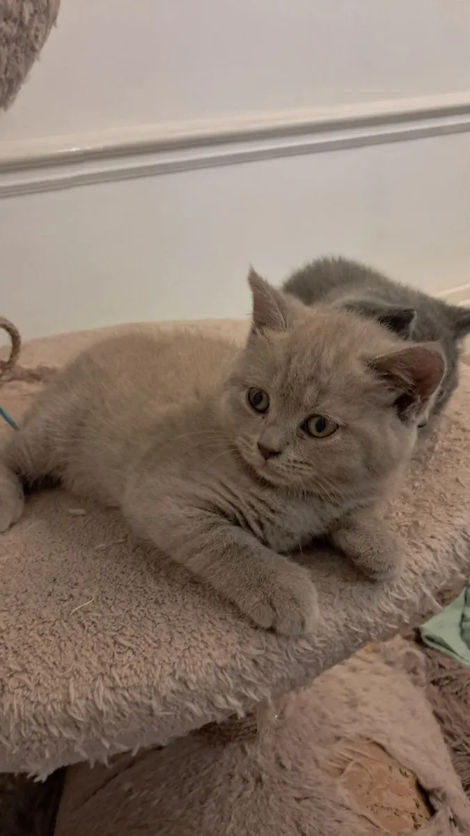 Pure British Shorthair kitten - Image 1