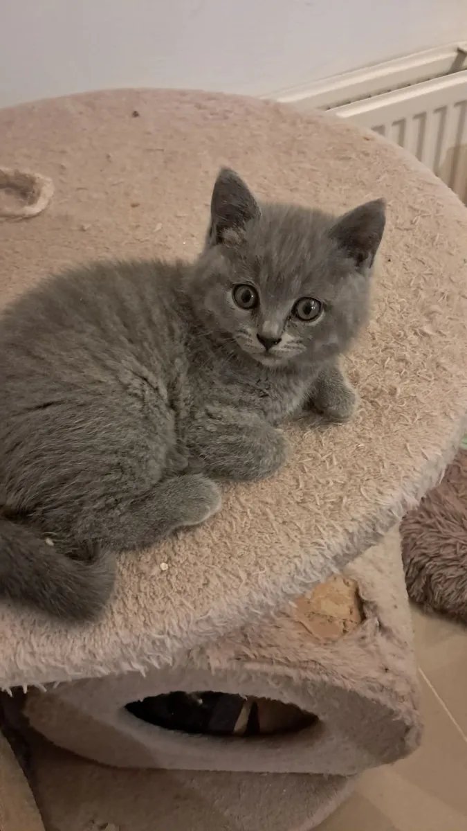 Pure British Shorthair kitten - Image 3