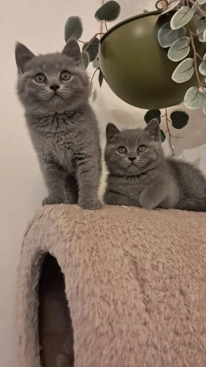 Pure British Shorthair kitten - Image 2