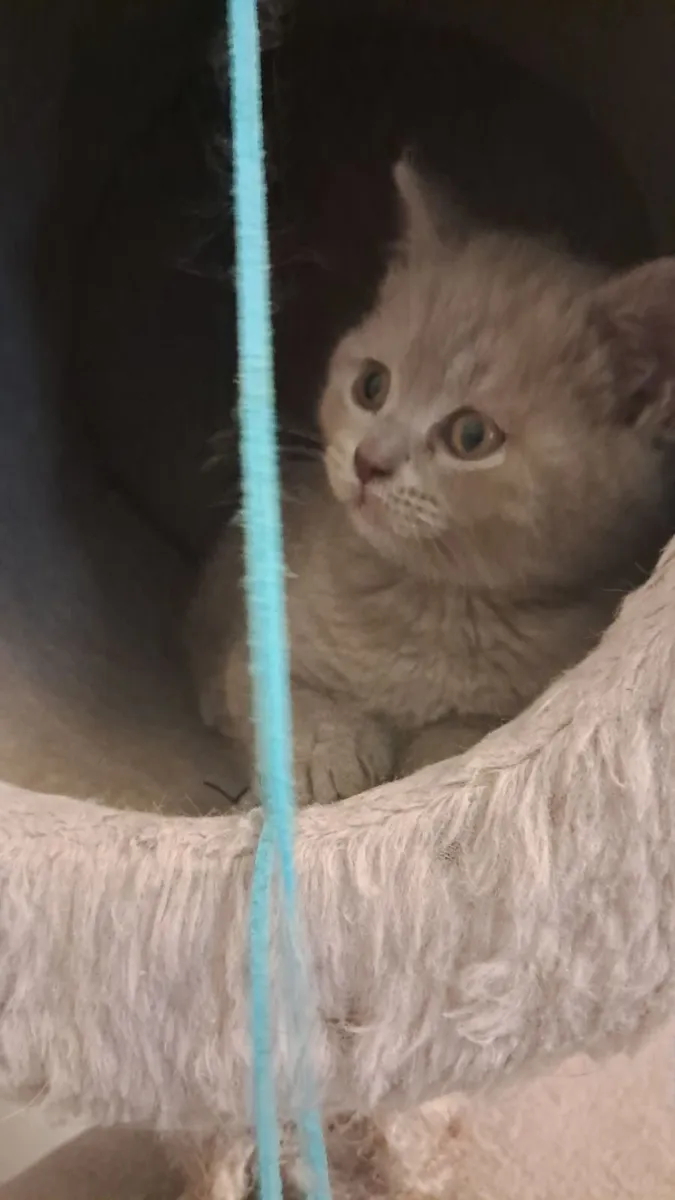 Pure British Shorthair kitten - Image 4