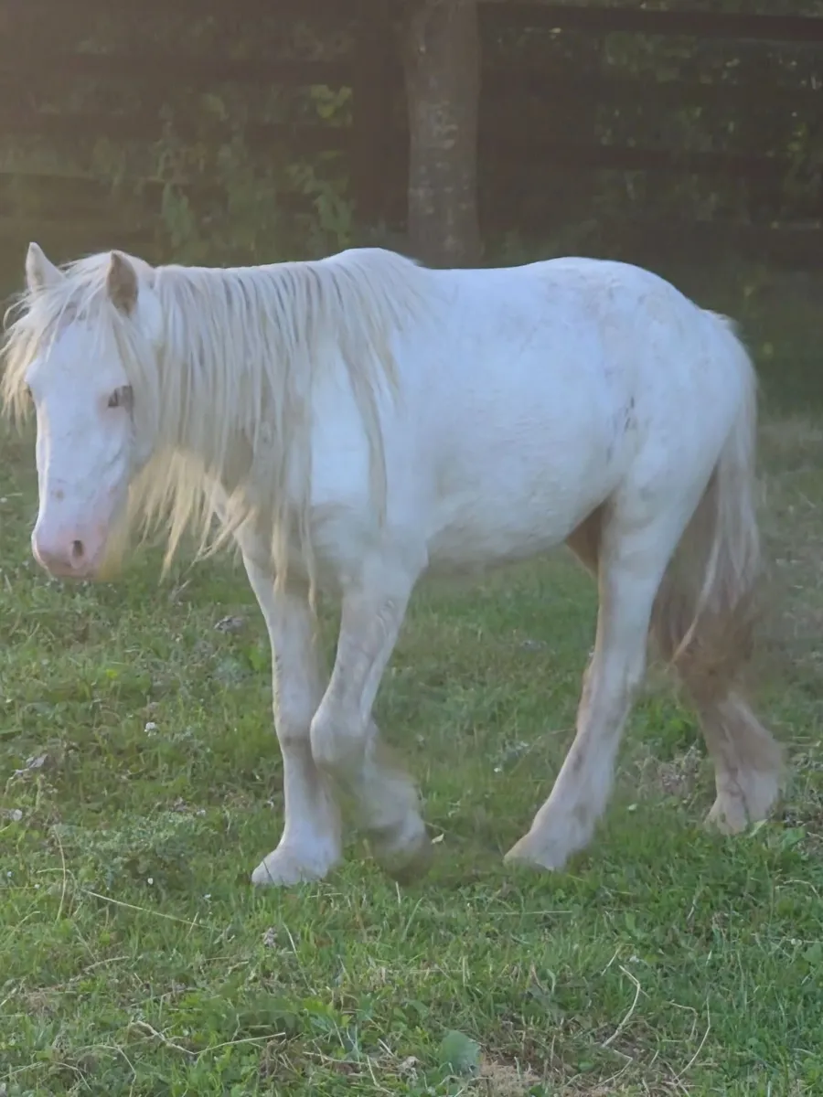 Pony - Image 4