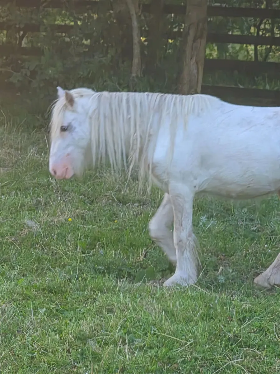 Pony - Image 1