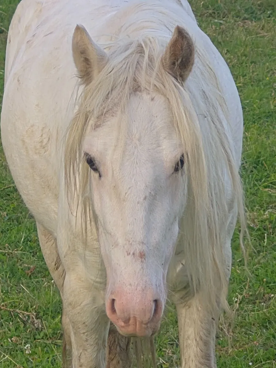 Pony - Image 2