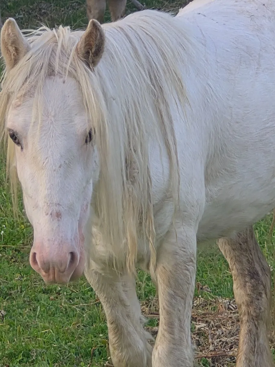 Pony - Image 3