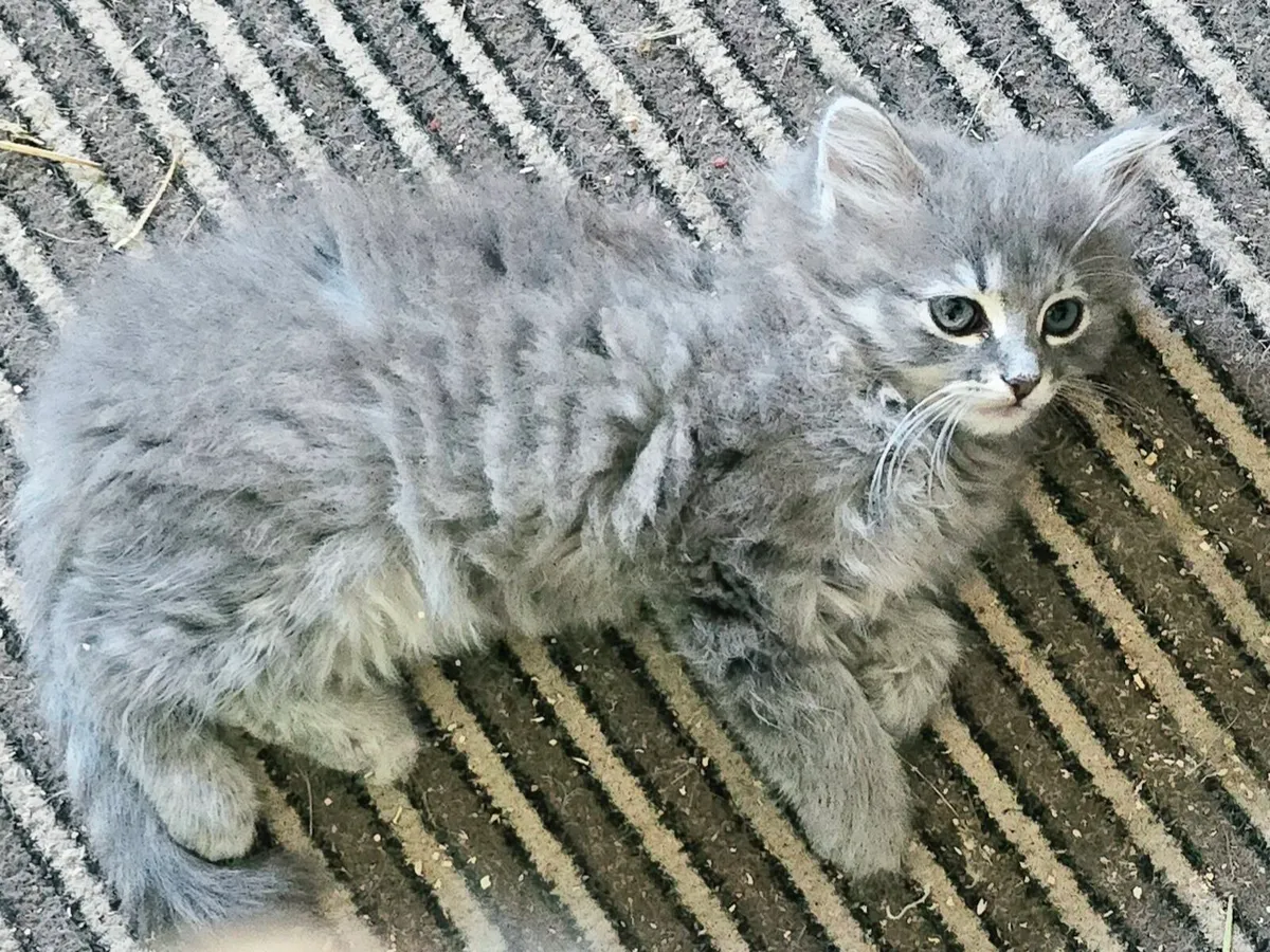 Purebred Siberian Kitten Girl - Image 2