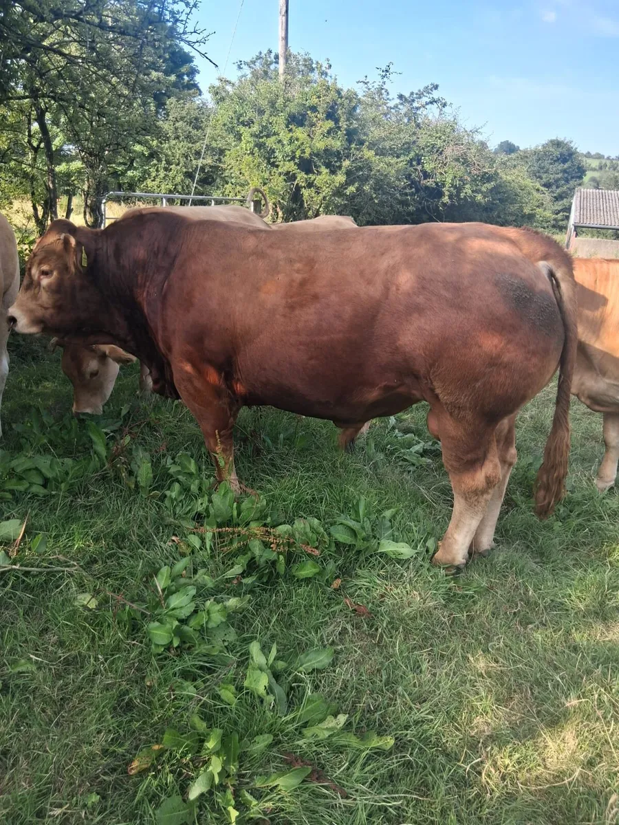 Limousin Bull - Image 1