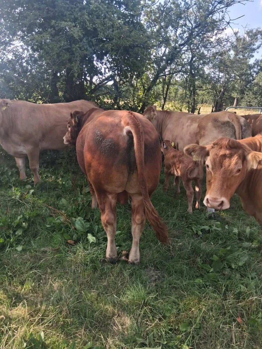 Limousin Bull - Image 2