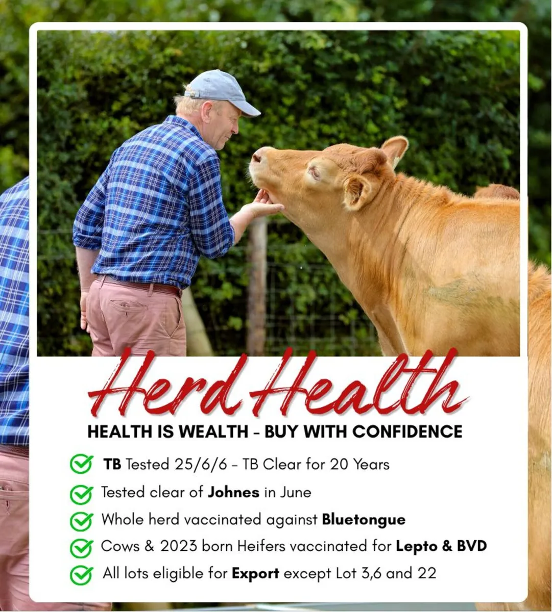 WHITEHALL LIMOUSIN SALE 20th JULY 8 PM - Image 2