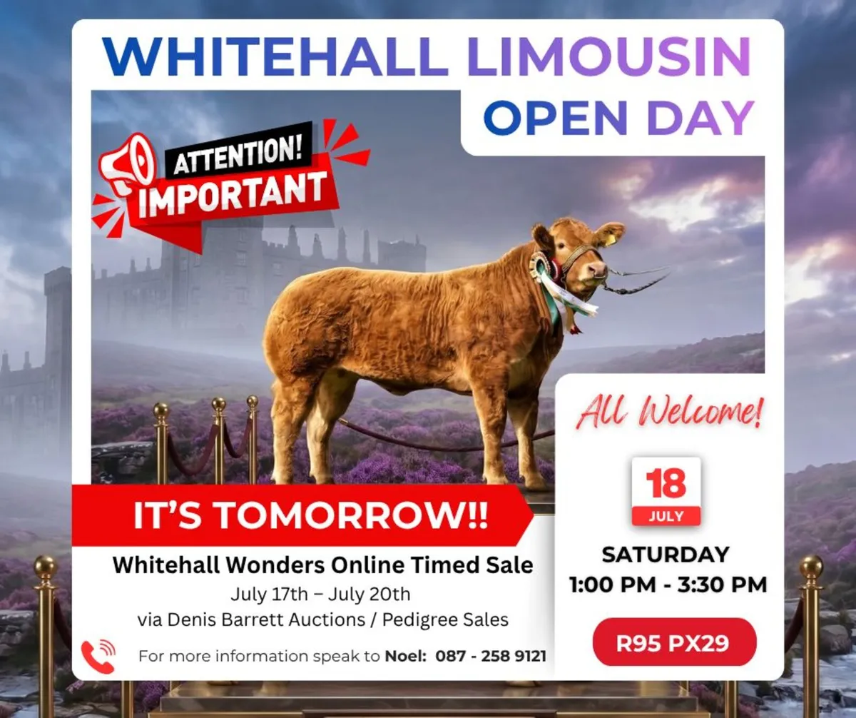 PEDIGREE LIMOUSIN SALE & OPEN DAY TOMORROW - Image 1