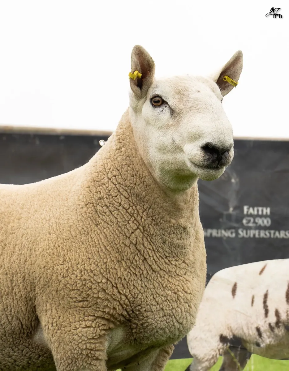 NORTH COUNTRY CHEVIOT ONLINE SALE - Image 1