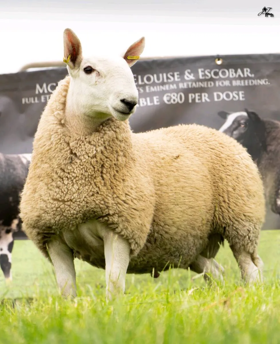 NORTH COUNTRY CHEVIOT ONLINE SALE - Image 2