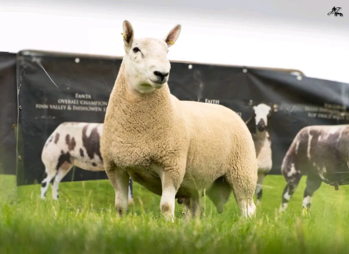 NORTH COUNTRY CHEVIOT ONLINE SALE - Image 3