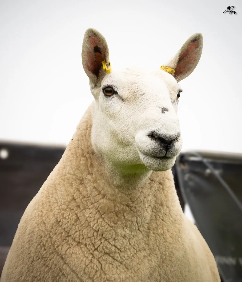 NORTH COUNTRY CHEVIOT ONLINE SALE - Image 4