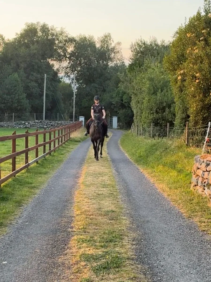 15 year old mare - Image 2