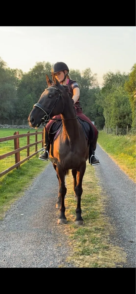 15 year old mare - Image 1