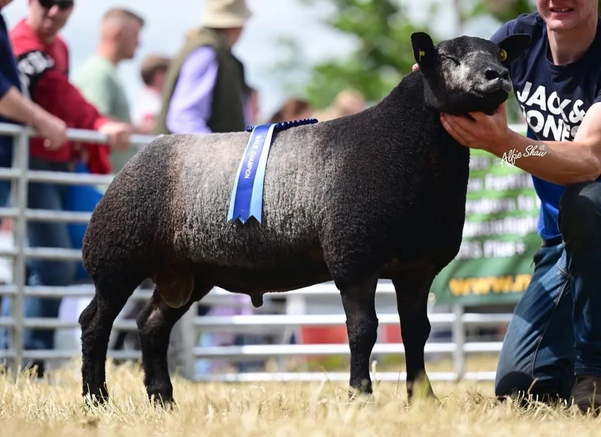 Blue Texel and badger face sale tonight - Image 2