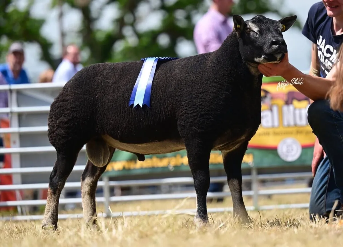 Blue Texel and badger face sale tonight - Image 4