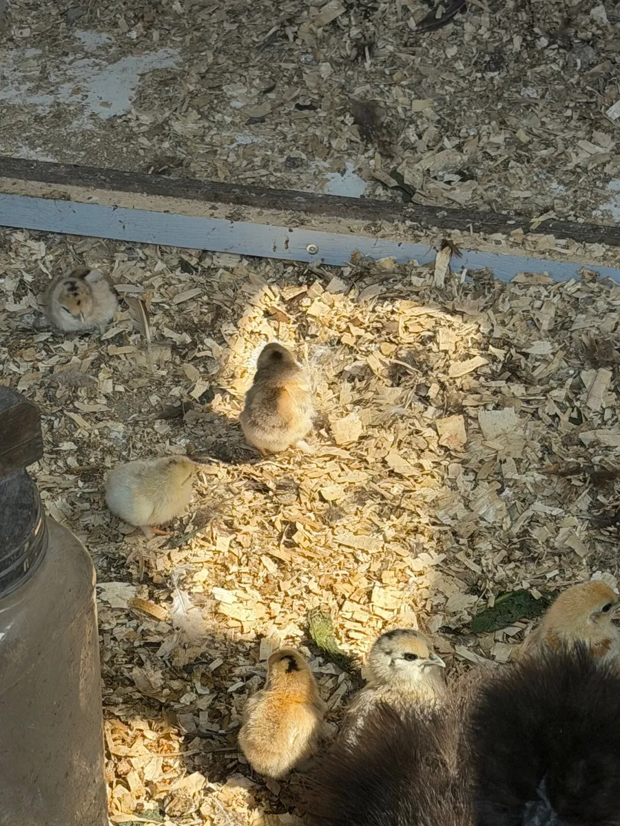Bantam chicks - Image 1