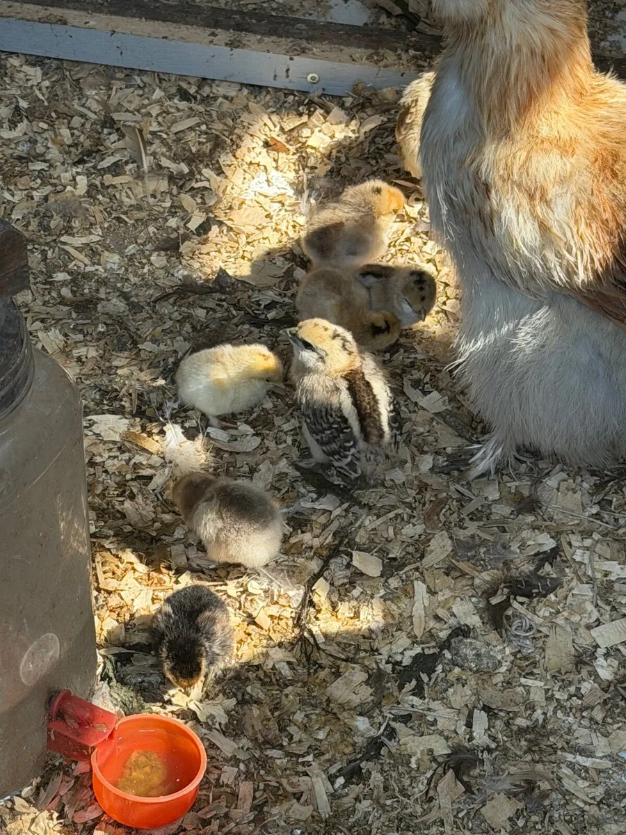 Bantam chicks - Image 3