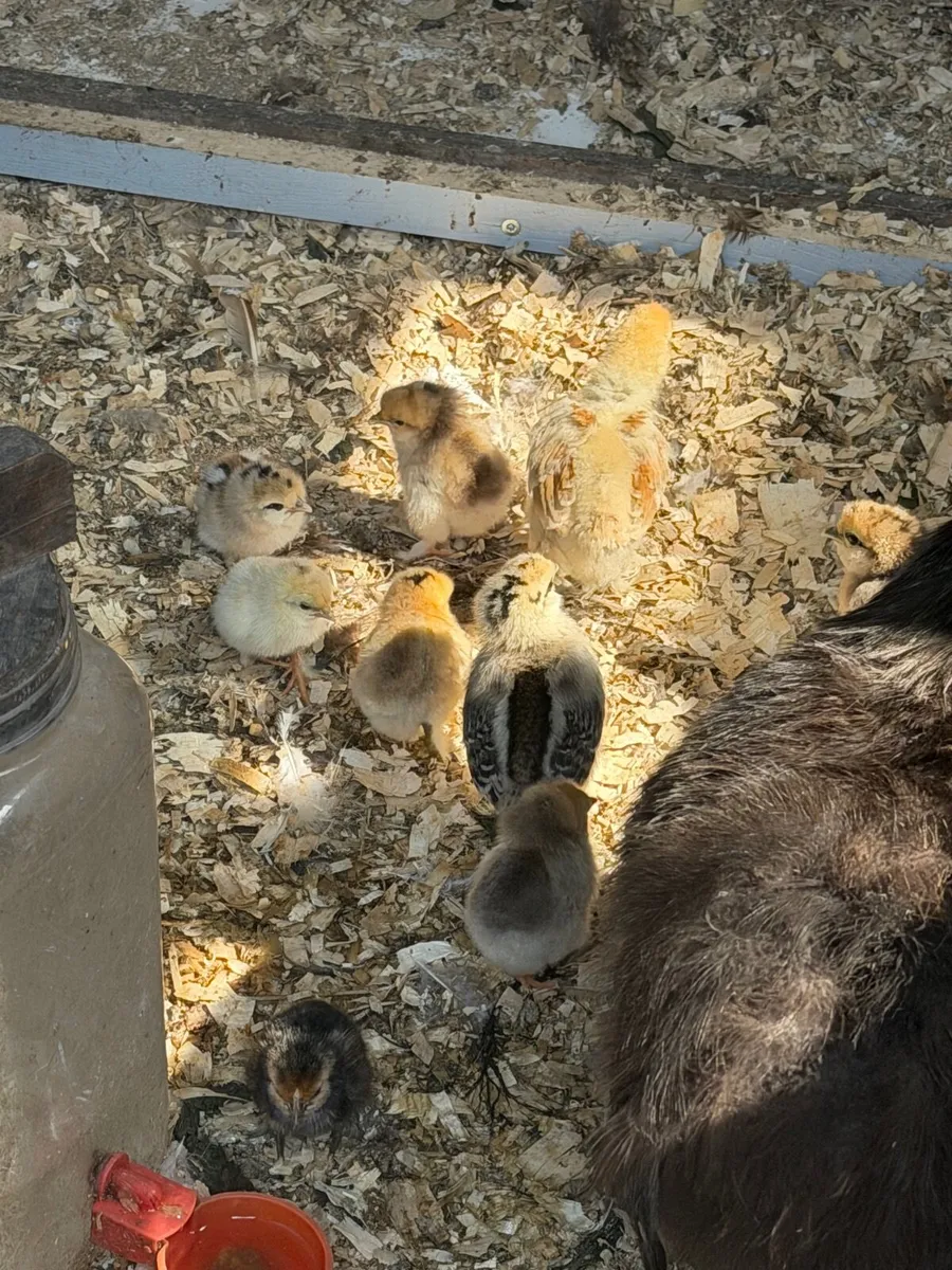 Bantam chicks - Image 2