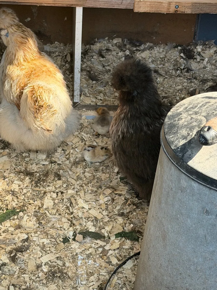 Bantam chicks - Image 4