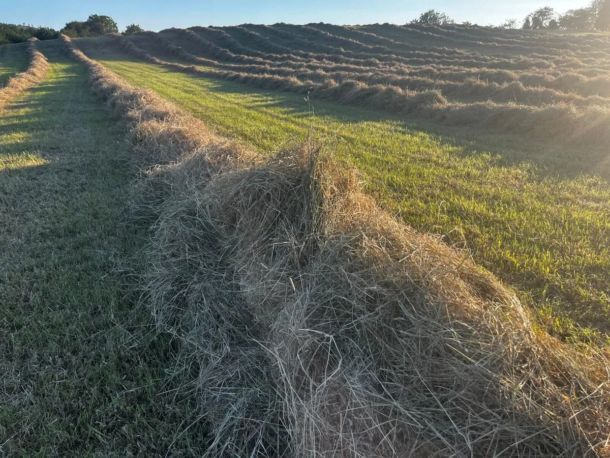 Hay square bales - Image 2