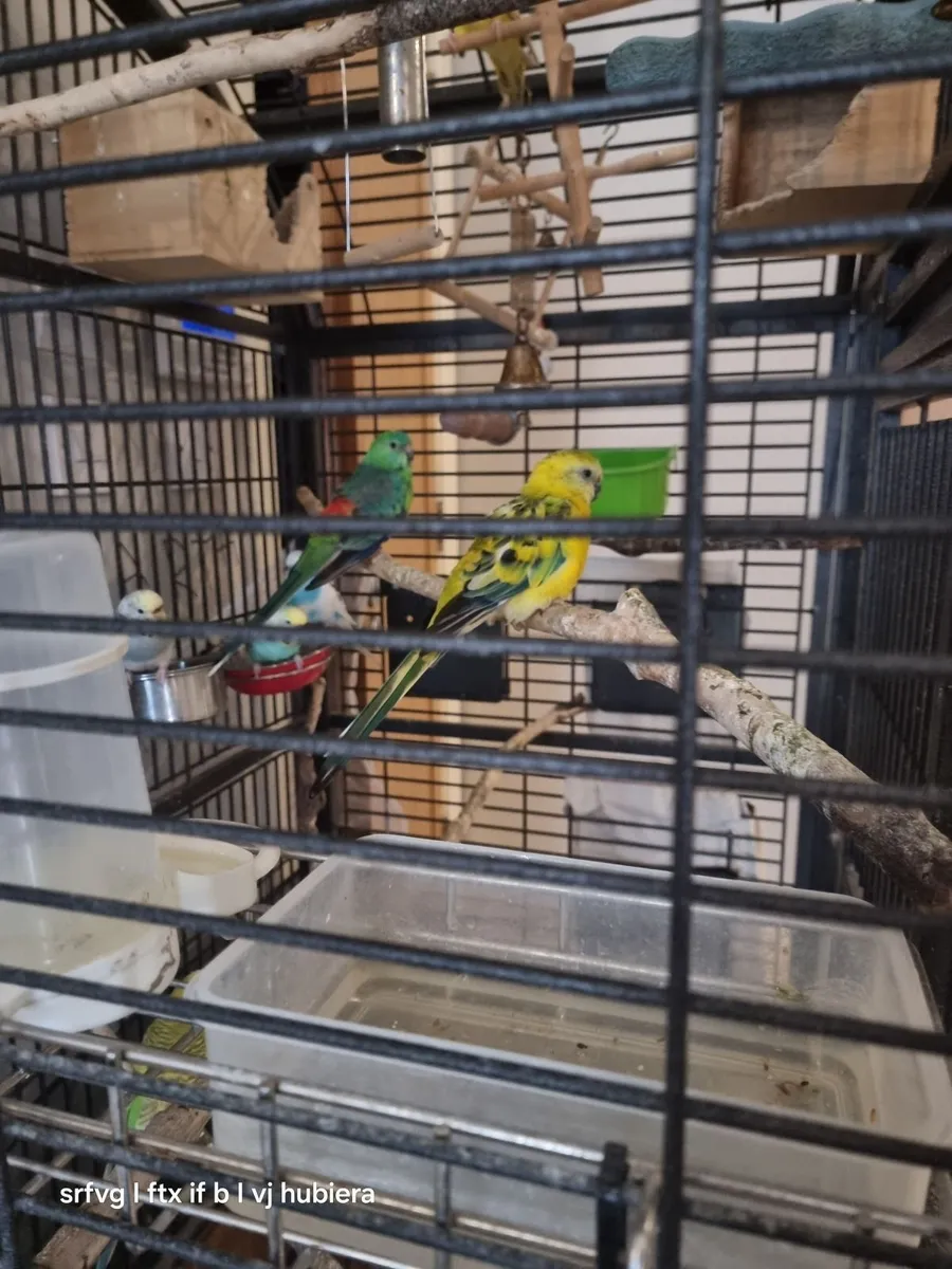 Bird's cage - Image 3