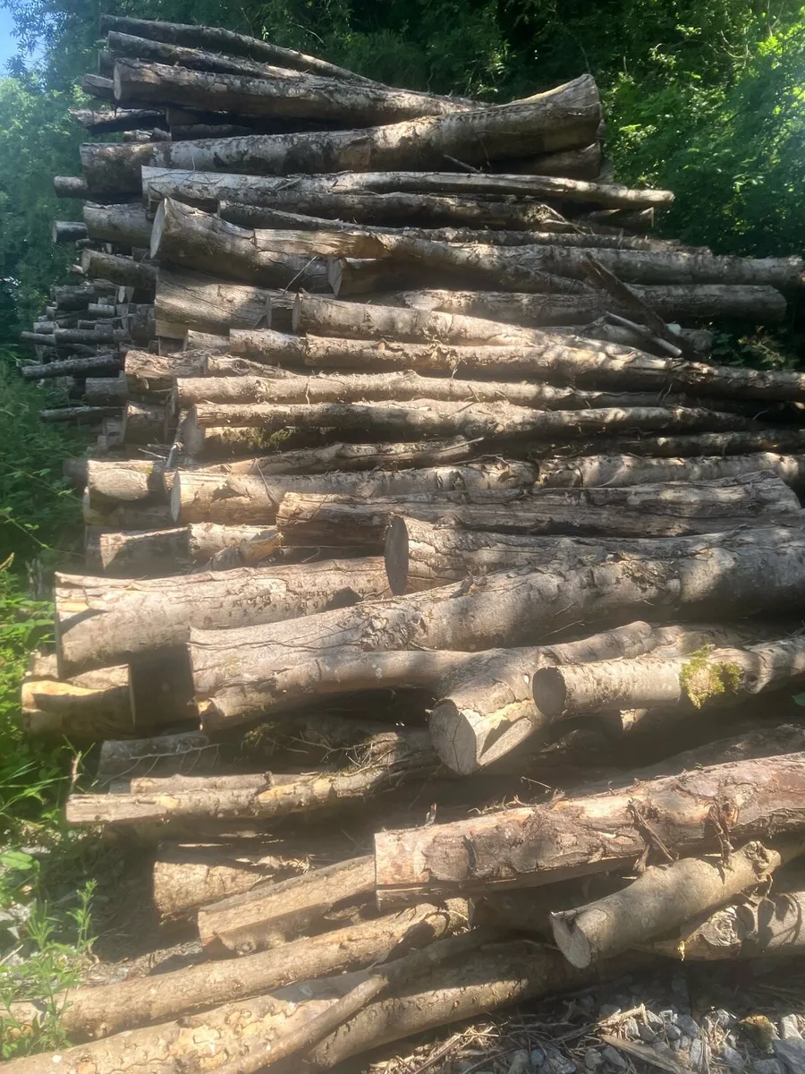 Firewood hardwood - Image 1